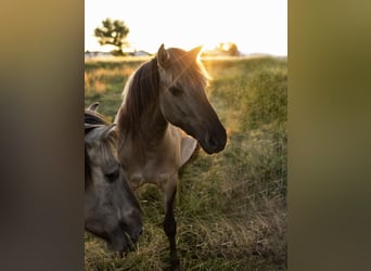 Konik, Yegua, 5 años, 140 cm, Grullo