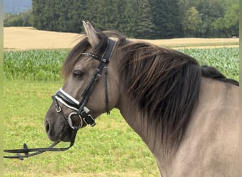Konik Mestizo, Yegua, 6 años, 133 cm, Bayo