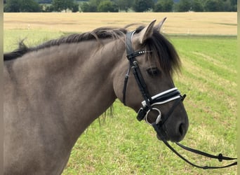 Konik Mestizo, Yegua, 6 años, 133 cm, Bayo