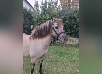 Konik, Yegua, 6 años, 138 cm, Bayo