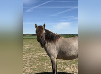 Konik, Yegua, 6 años, 140 cm, Grullo