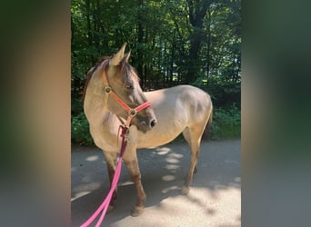 Konik, Yegua, 7 años, 135 cm