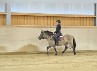 Konik, Yegua, 7 años, 139 cm, Grullo