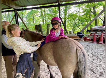 Konik, Yegua, 8 años, 130 cm