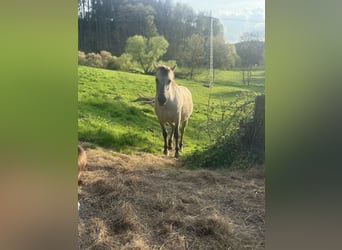 Konik, Yegua, 8 años, 135 cm, Bayo