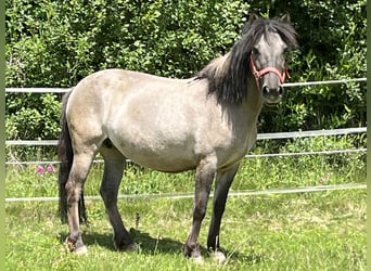 Konik, Yegua, 8 años, 140 cm, Grullo