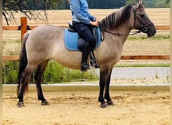 Konik, Yegua, 9 años, 147 cm, Grullo