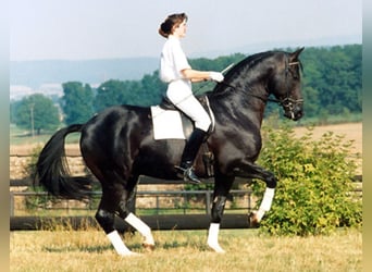Koń trakeński, Ogier, 40 lat, 170 cm, Kara