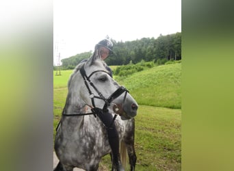 KPR, Klacz, 12 lat, 147 cm, Siwa jabłkowita