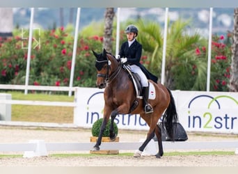 KPR, Klacz, 12 lat, 166 cm, Gniada
