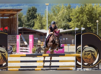 KPR, Klacz, 13 lat, 148 cm, Kasztanowata