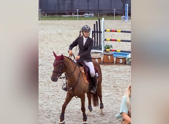 KPR, Klacz, 13 lat, 148 cm, Kasztanowata