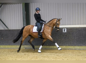 KPR, Klacz, 13 lat, 163 cm, Jelenia