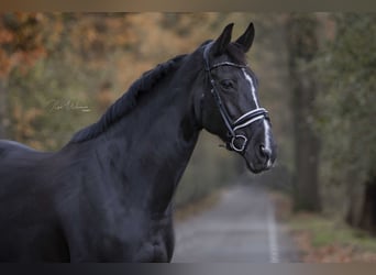 KPR, Klacz, 14 lat, 175 cm, Ciemnogniada