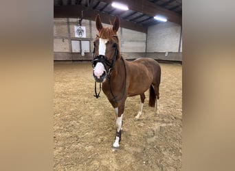 KPR, Klacz, 16 lat, 147 cm, Kasztanowata
