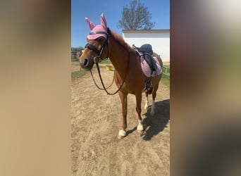 KPR, Klacz, 17 lat, 142 cm, Kasztanowata