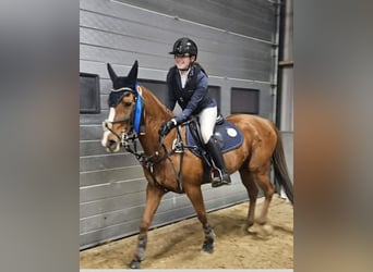 KPR Mix, Klacz, 18 lat, 153 cm, Kasztanowata