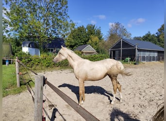 KPR, Klacz, 2 lat, 153 cm, Izabelowata