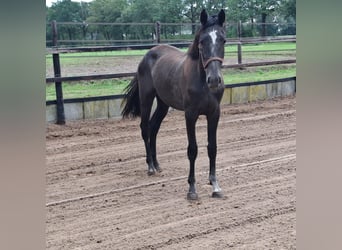 KPR, Klacz, 2 lat, 162 cm, Gniada