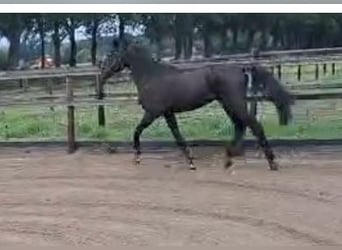 KPR, Klacz, 2 lat, 162 cm, Gniada