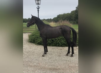 KPR, Klacz, 2 lat, 162 cm, Gniada