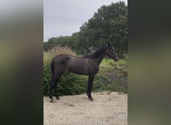 KPR, Klacz, 2 lat, 162 cm, Gniada