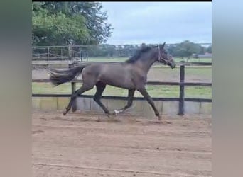 KPR, Klacz, 2 lat, 162 cm, Gniada