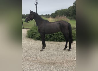 KPR, Klacz, 2 lat, 162 cm, Gniada