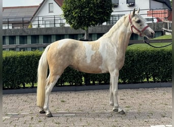 KPR Mix, Klacz, 3 lat, 132 cm, Srokata