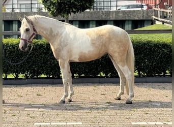 KPR Mix, Klacz, 3 lat, 132 cm, Srokata