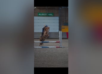 KPR, Klacz, 3 lat, 144 cm, Kasztanowata