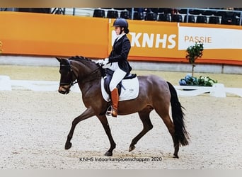 KPR, Klacz, 3 lat, 145 cm, Gniada