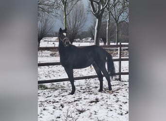 KPR, Klacz, 3 lat, 146 cm, Kasztanowata