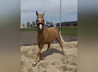 KPR, Klacz, 3 lat, 147 cm, Izabelowata