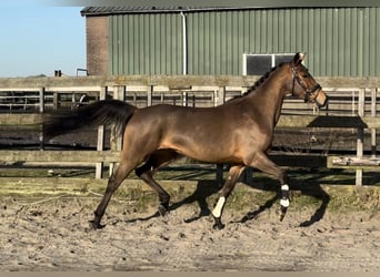 KPR, Klacz, 3 lat, 154 cm, Gniada