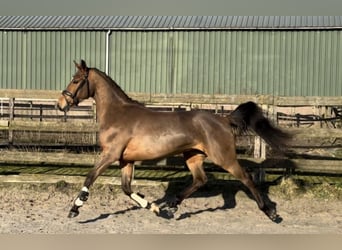 KPR, Klacz, 3 lat, 154 cm, Gniada