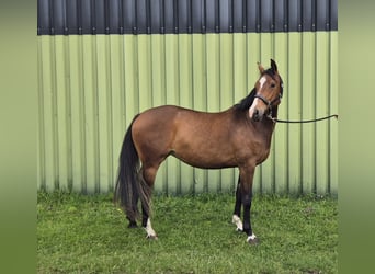 KPR, Klacz, 3 lat, 158 cm, Gniada