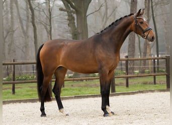 KPR, Klacz, 3 lat, 166 cm, Gniada