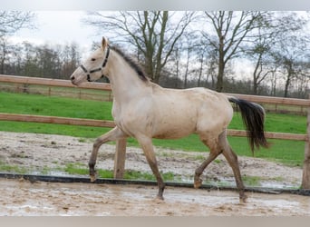 KPR, Klacz, 3 lat, 166 cm, Jelenia