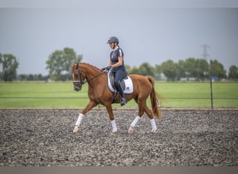 KPR, Klacz, 4 lat, 147 cm, Kasztanowata