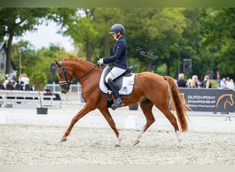 KPR, Klacz, 4 lat, 147 cm, Kasztanowata