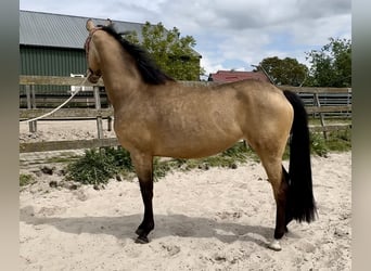 KPR, Klacz, 4 lat, 160 cm, Jelenia