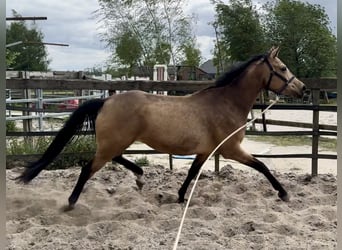 KPR, Klacz, 4 lat, 160 cm, Jelenia