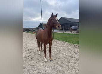 KPR, Klacz, 4 lat, 160 cm, Kasztanowata