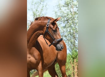 KPR, Klacz, 4 lat, 164 cm, Kasztanowata