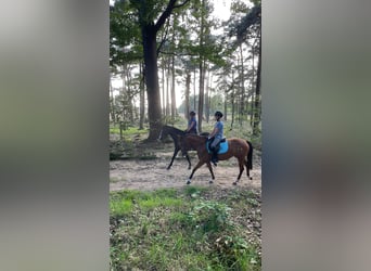 KPR, Klacz, 5 lat, 142 cm, Gniada