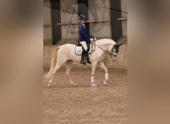 KPR, Klacz, 5 lat, 143 cm, Perlino