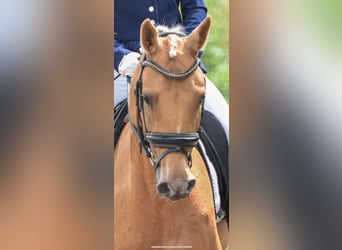 KPR, Klacz, 5 lat, 147 cm, Izabelowata