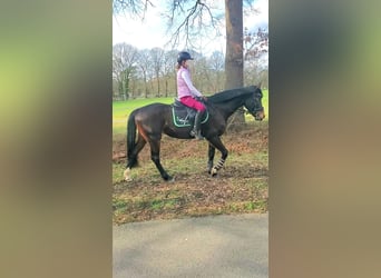 KPR, Klacz, 5 lat, 148 cm, Skarogniada