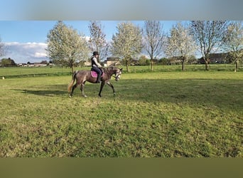 KPR, Klacz, 5 lat, 153 cm, Siwa